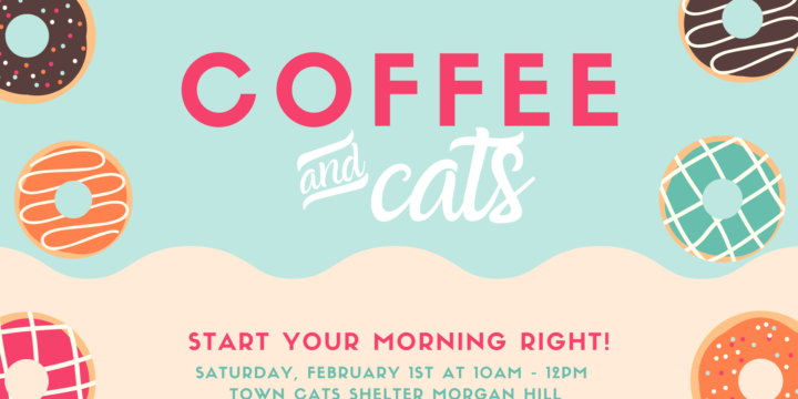 Coffee and Cats