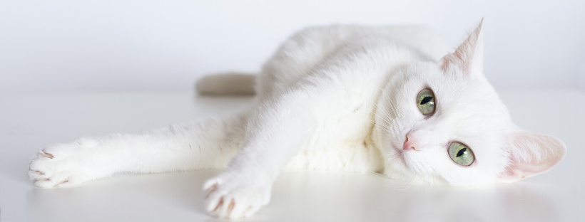 Become a Purrfect Friend Today!