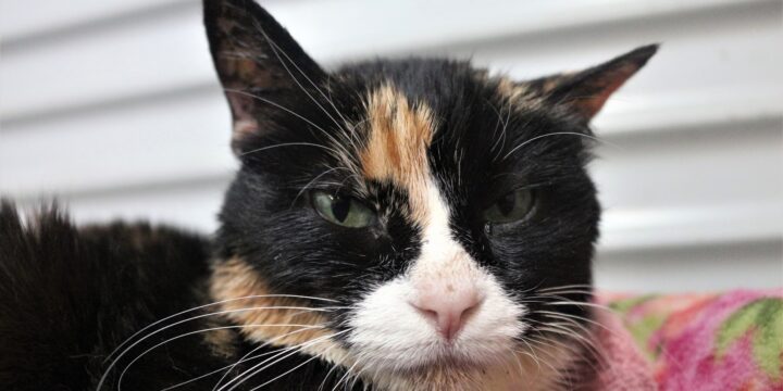 Why Senior Cats Make Amazing Pets