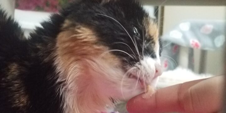 Bonding With Your New Adult Cat