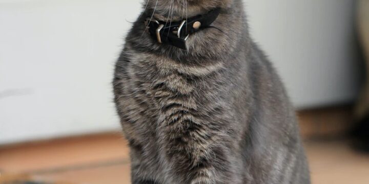 Random Acts of Kitty Kindness