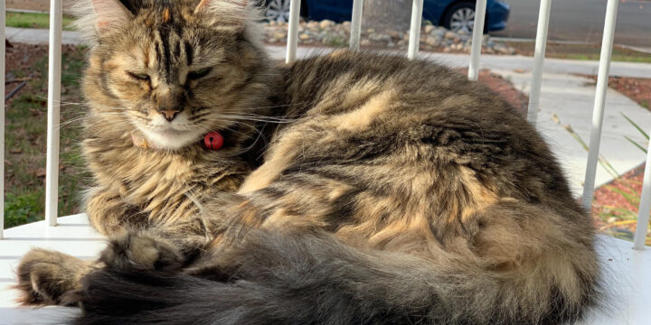 February Adoptaversaries!