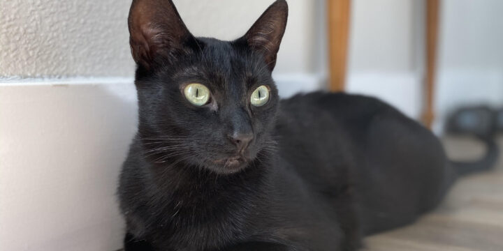 March Adoptaversaries!