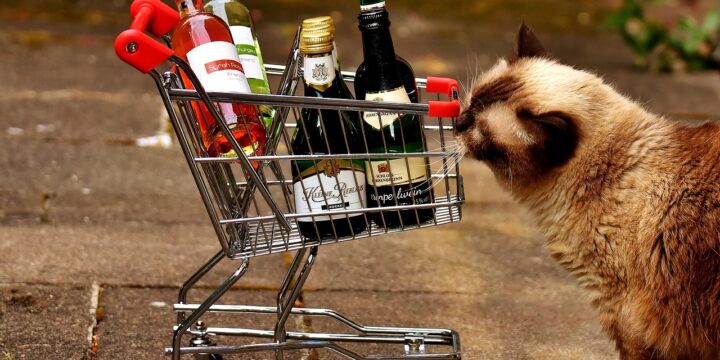 Is Cat Wine Safe?