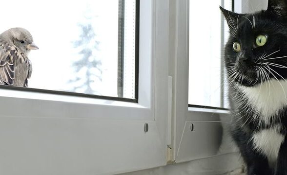 Birds Love Indoor Cats!