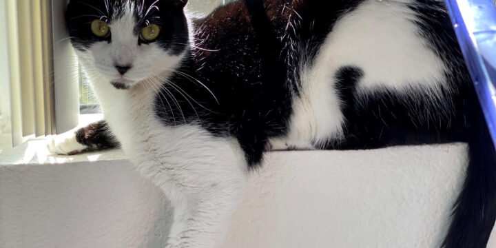 Town Cats Adoption & Adoptaversary Updates