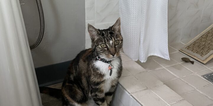 Sunflower finds the perfect home!