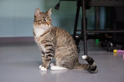 Saving #FIP Lily – An Angel Fund Story