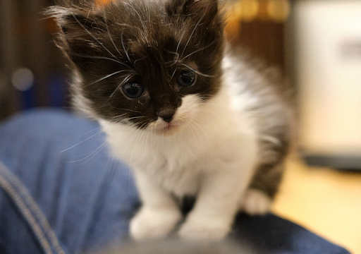 The (Kitten Foster) Book of 2021