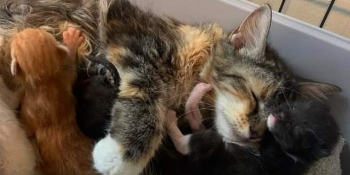 The Importance of Spay and Neuter