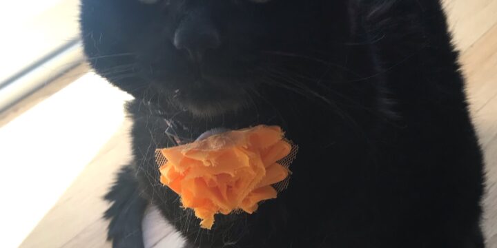 Happy Tails Tuesday- June