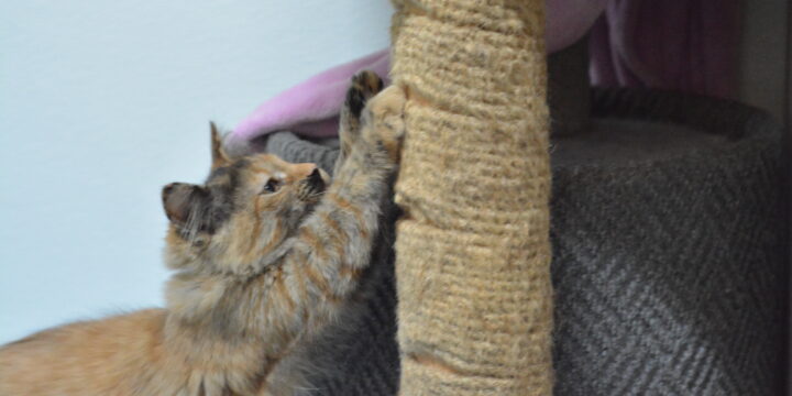 Anti- Declaw: Understanding the Damage of Declawing & The Alternatives