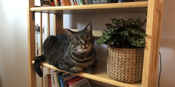 Let’s Talk About FIV and Cats like Bean