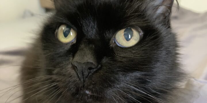 Introducing a New Cat to Your Resident Kitty