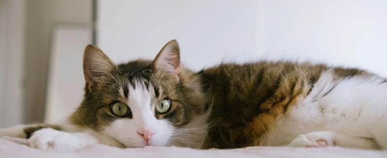 Donate to Town Cats!