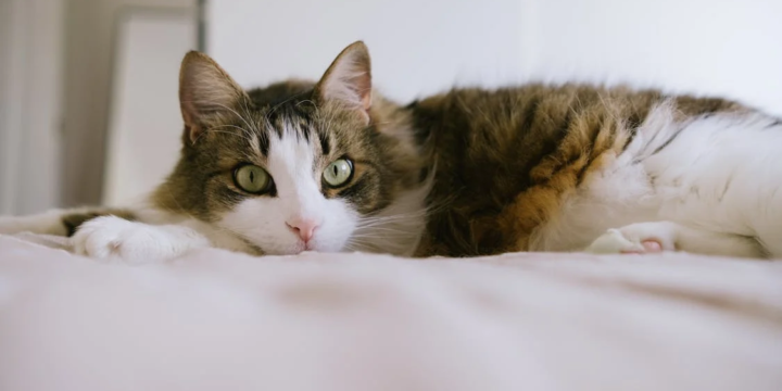 Helping Cats with our Community Cupboard