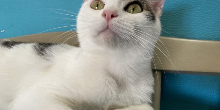 10 facts you never knew about cats’ physical characteristics