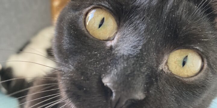  10 facts you never knew about your cat’s personality