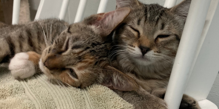 Town Cats Community Cupboard: A Lifeline for Those in Need