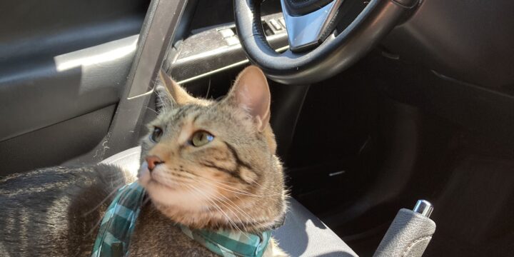 Tips for Traveling with a Cat: How to Make the Journey Safe and Stress-Free