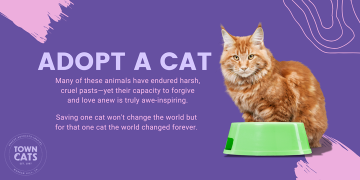 The Importance of Cat Adoption: Why Rescue Cats Deserve Your Love