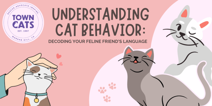 Understanding Cat Behavior: Decoding Your Feline Friend’s Language