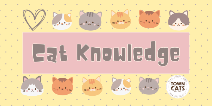 Choosing the Right Cat for Your Family: A Thoughtful Guide 