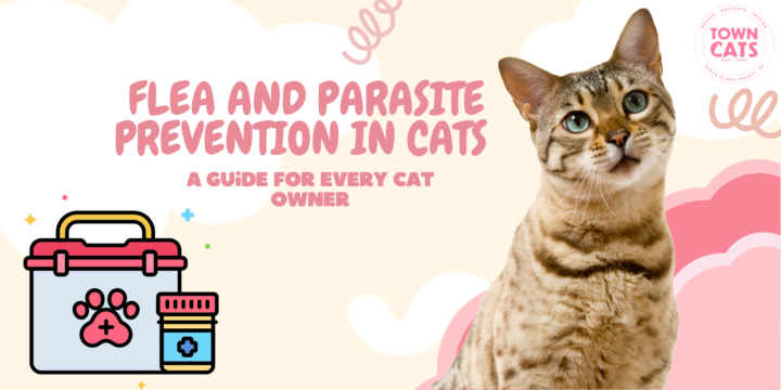 Flea and Parasite Prevention in Cats: A Guide for Every Cat Owner