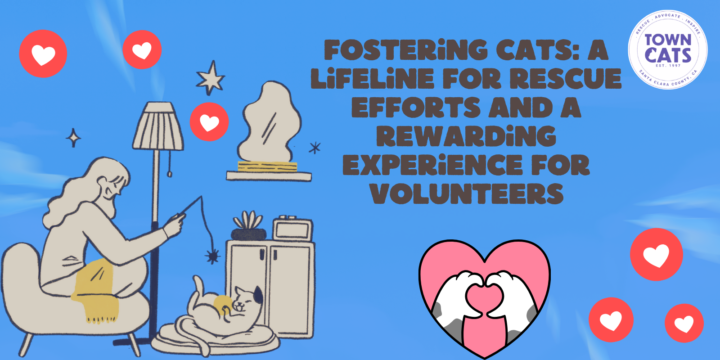 Fostering Cats: A Lifeline for Rescue Efforts and a Rewarding Experience for Volunteers