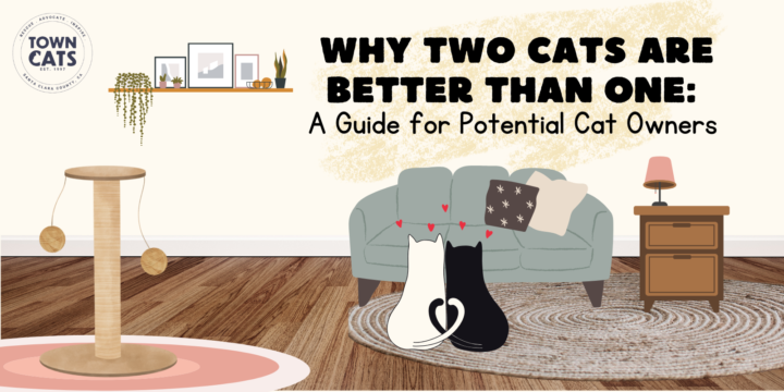 Why Two Cats Are Better Than One: A Guide for Potential Cat Owners
