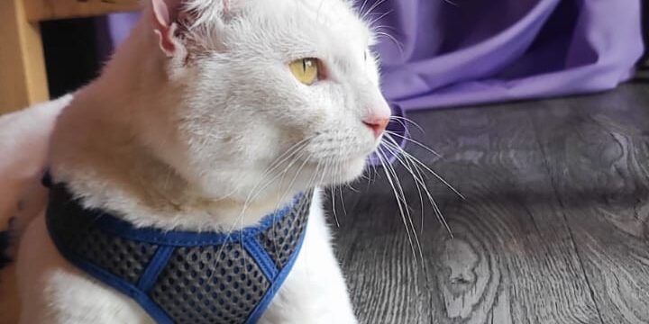 Our Big Boy Jasper has found his forever home!