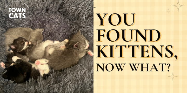 You Found Kittens, Now What?